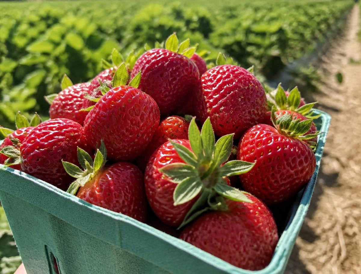 Pre-Picked Strawberries — Quart